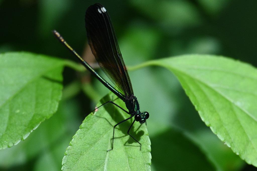 2025-07189658 Broad Meadow Brook, MA.JPG - Ebony Jewelwing Damselfly. Broad Meadow Brook Wildlife Sanctuary, MA, 7-18-2025